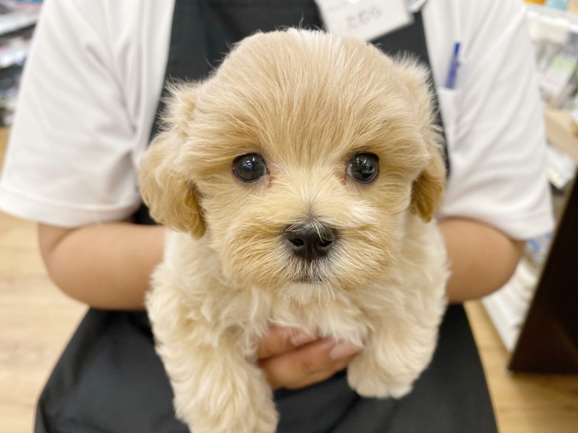 ぬいぐるみのような可愛さ | MIX 犬 マルプー (118679) - 城山店