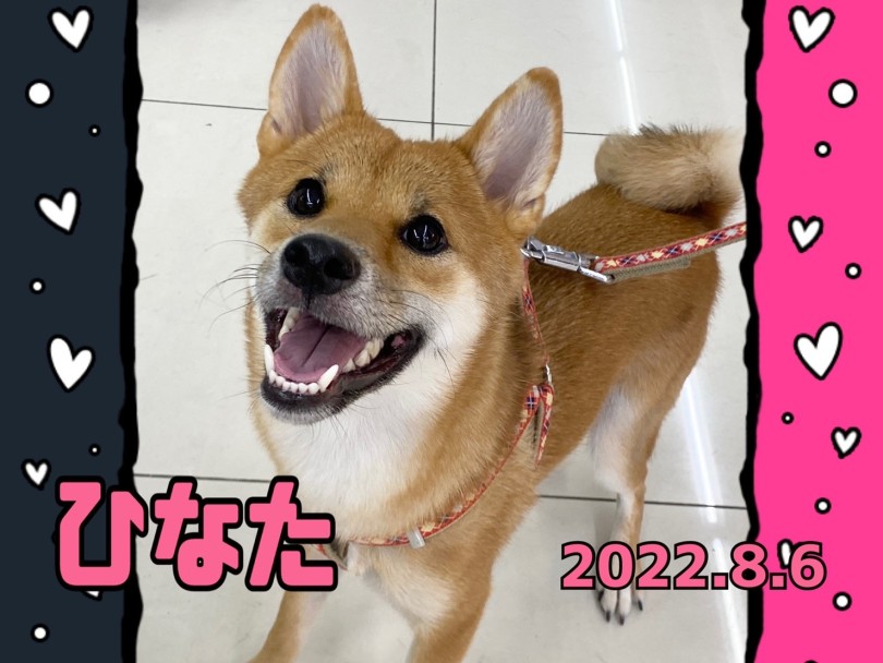 ★ひなた★おやつおじさん見つけたかな♡ | 365プロジェクト - 横浜 大倉山店