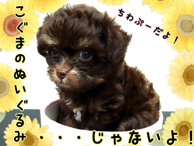 こぐまのぬいぐるみの様なちわぷーちゃん！ | MIX犬 チワプー （130449） - 高井戸店