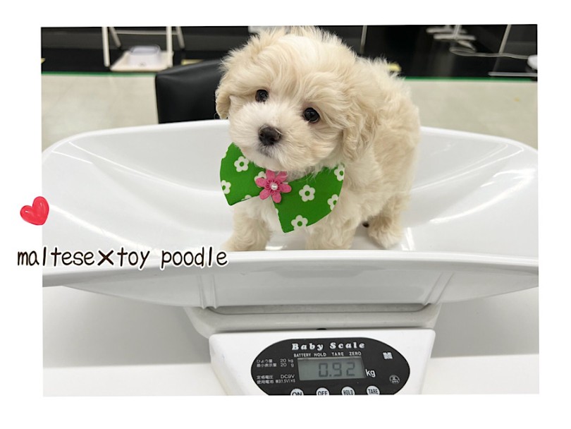 成犬時の体重は2.0~4.0kgと予測 | MIX犬 マルプー （312116） - 横浜 港北ニュータウン店