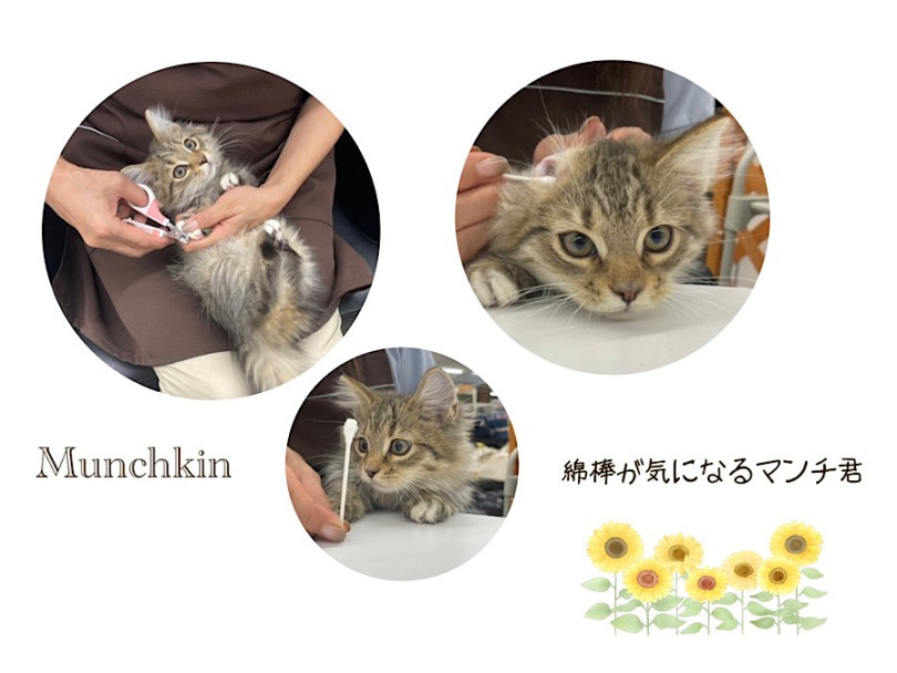 お手入れも落ち着いて出来ます | マンチカン （312107） - 横浜 港北ニュータウン店