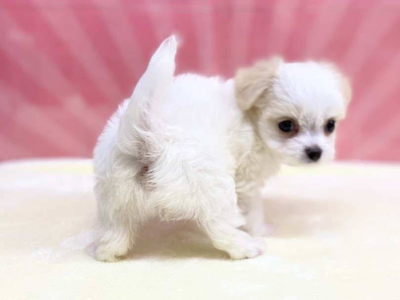 尻尾を揺らすとお尻までプリプリと揺れます♪ | MIX犬 チワマル （6131194） - 横浜 大倉山店