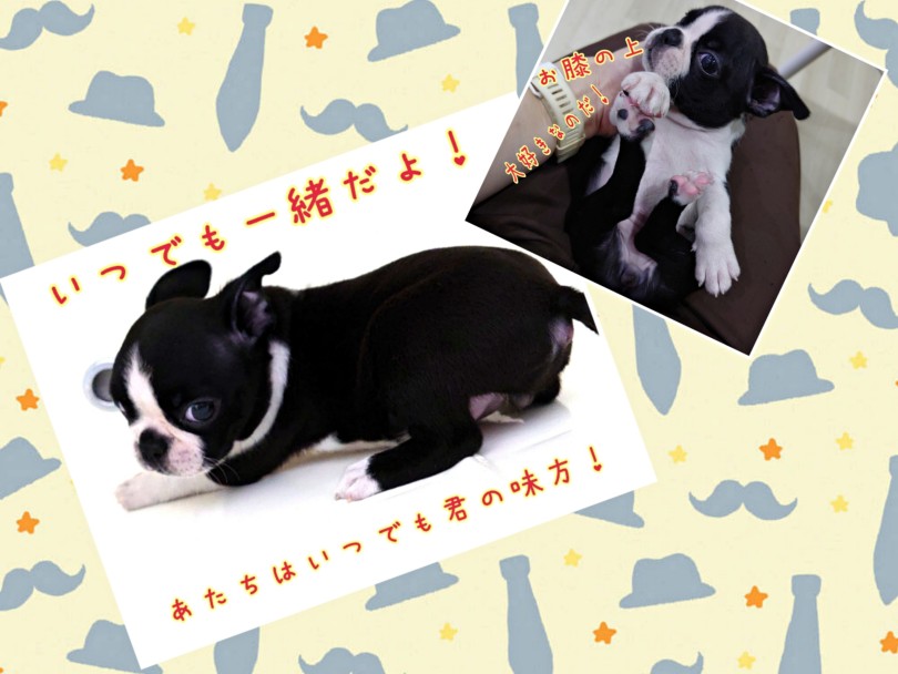 とても賢く、フレンドリーで、正義感が強く愛情たっぷり！ | ボストンテリア （130453） - 高井戸店