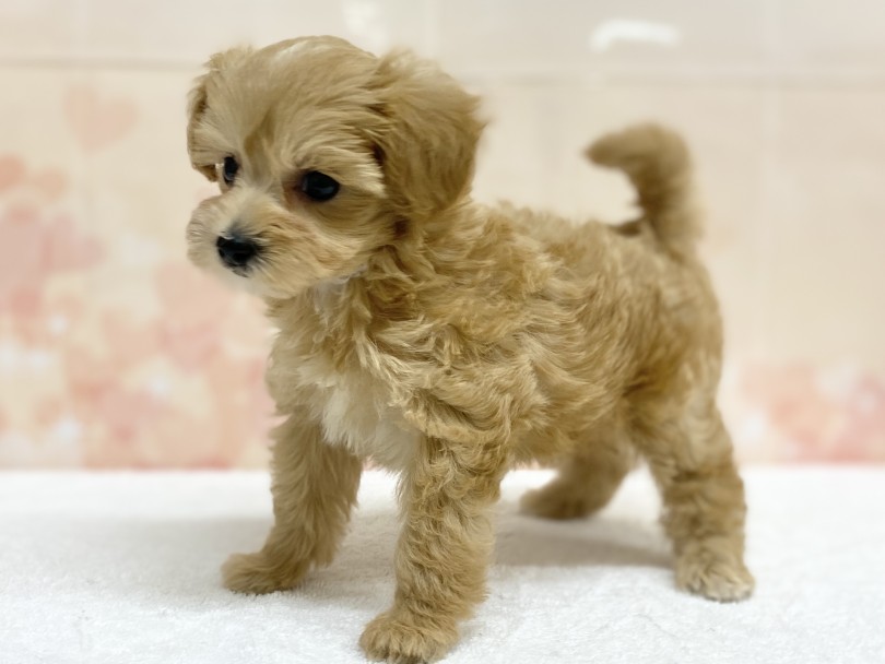 可愛さその4・MIXちゃん人気の理由 | MIX犬 マルプー （6131192） - 横浜 大倉山店