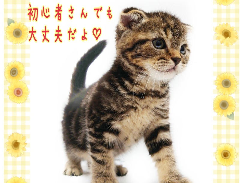 可愛さをギュギューッと閉じ込めた美男子ちゃんです♡ | スコティッシュフォールド （130450） - 高井戸店
