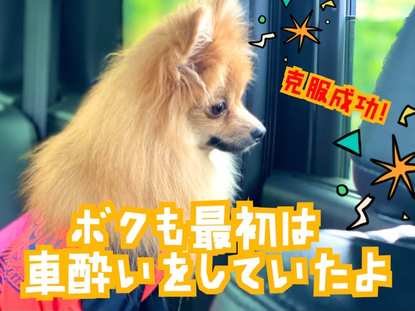 松島の愛犬はドライブ大好き！だけど昔は車酔いをしていた！？ | 車酔いを克服して夏休みにドライブを楽しんじゃおう！ - 東川口店