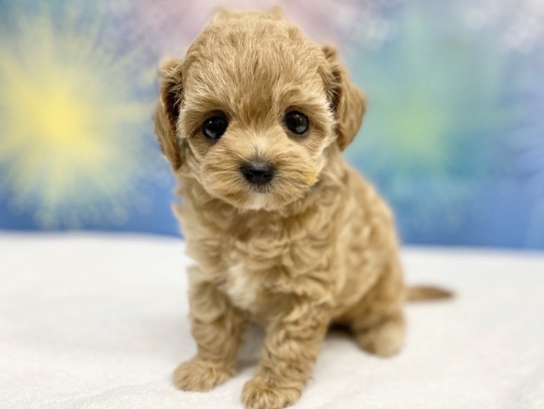 お顔の雰囲気はトイ・プードル要素が強く出ているかな？ | MIX犬 チワプー （6131190） - 横浜 大倉山店