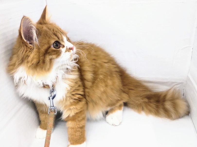 イケメンノルくんとの楽しいにゃんこライフはじめてみませんか？ | ノルウェージャンフォレストキャット （914776） - 板橋 志村坂下店