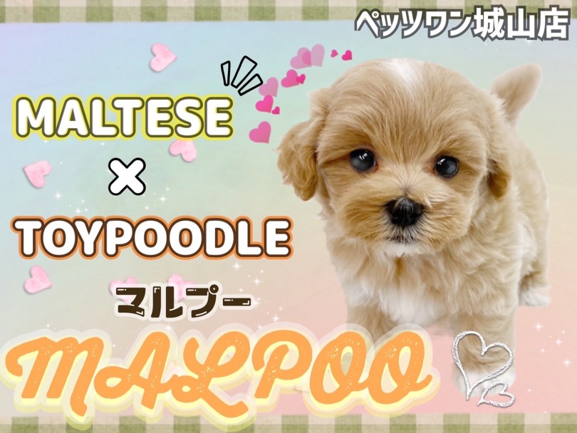 【 MIX 】毛の抜けない＆丸っこいボディで人気No.1のMIX犬