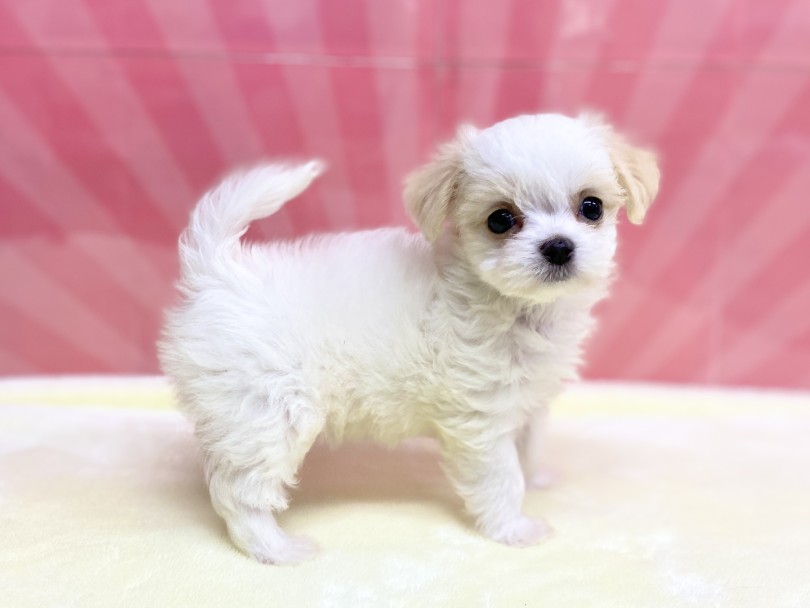 体型はマルチーズのドワーフボディ | MIX犬 チワマル （6131194） - 横浜 大倉山店