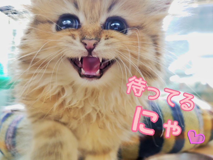 ペルシャちゃんとお待ちしております♡ | ペルシャ （413122） - さいたま 武蔵浦和店