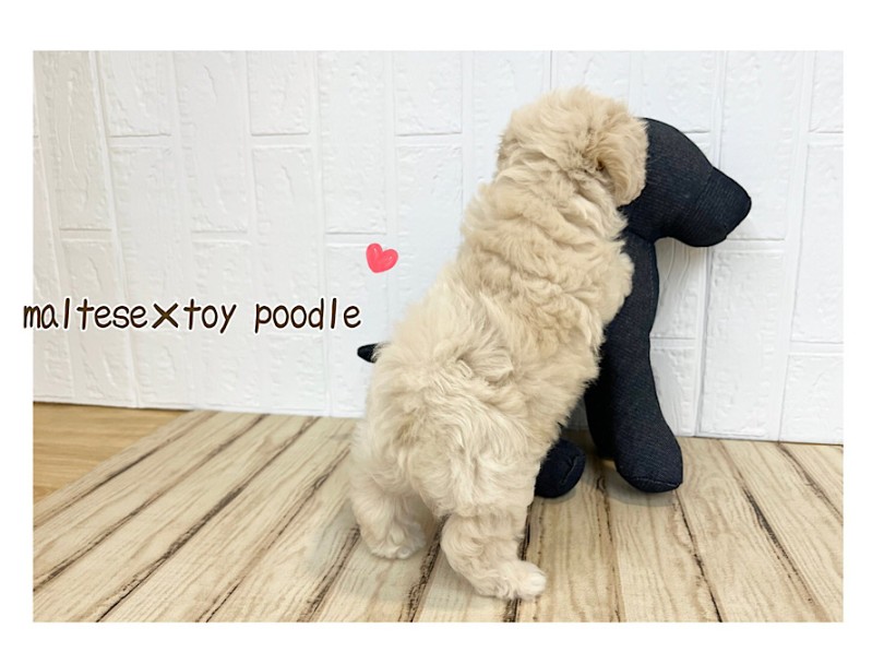 抜け毛も少なく体臭も少ないのが特徴 | MIX犬 マルプー （312116） - 横浜 港北ニュータウン店