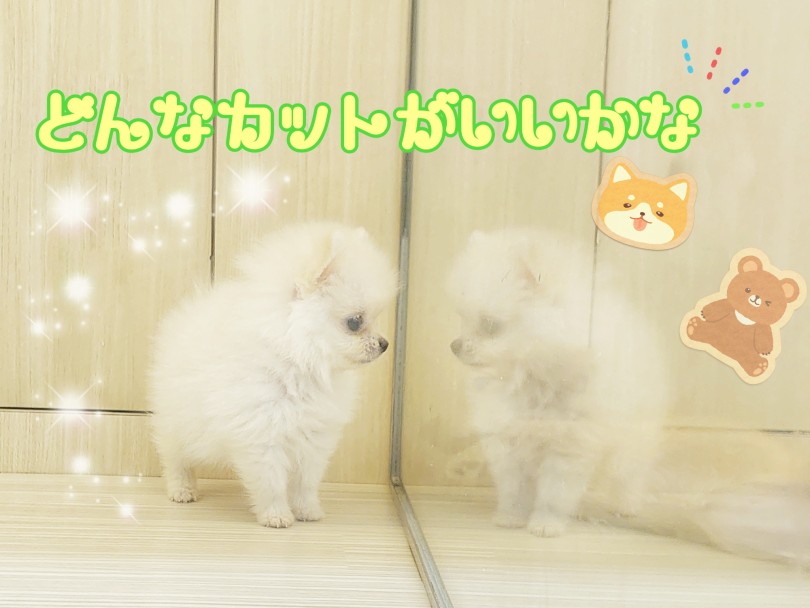 カットによって雰囲気も変わりますので、それを楽しむのも醍醐味 | ポメラニアン （413124） - さいたま 武蔵浦和店