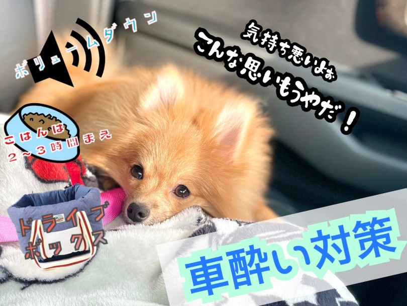 車酔いを少しでも良くする予防策 | 車酔いを克服して夏休みにドライブを楽しんじゃおう！ - 東川口店