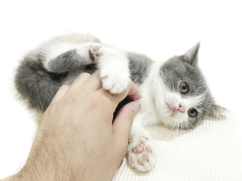 毎日、癒してくれてクスッと笑わせてくれる存在になってくれる事でしょう！ | ブリティッシュショートヘア （11912） - 横浜 白楽店