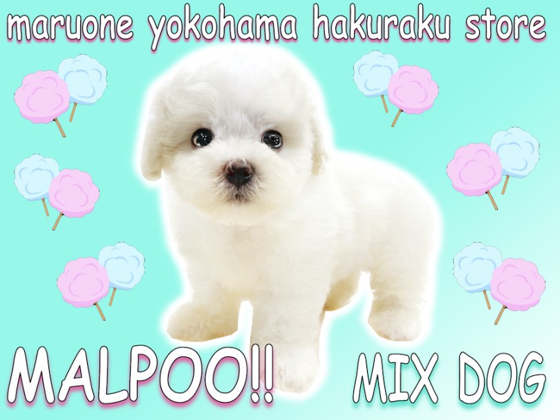 【 MIX 】わたあめの様な純白で抜群の触り心地！人気犬種筆頭のマルプー！
