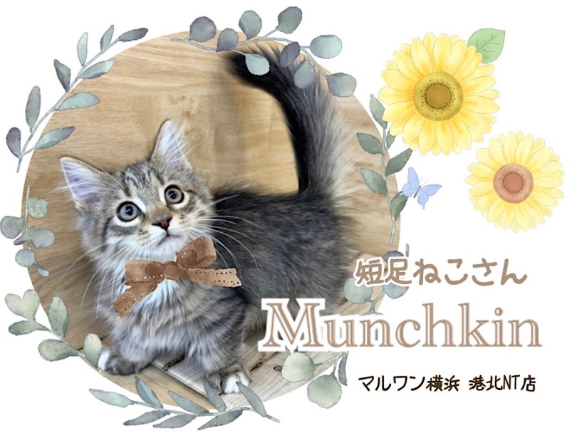 【 マンチカン 】優美な短足アスリートのマンチ君