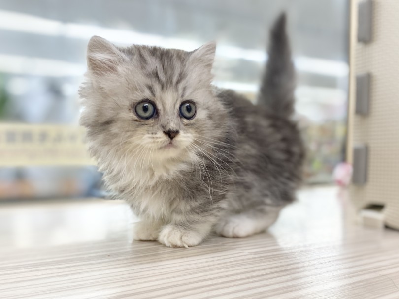 マンチカンとペルシャ系統の猫種(ヒマラヤン・エキゾチック)との掛け合わせ | ミヌエット （6131188） - 横浜 大倉山店