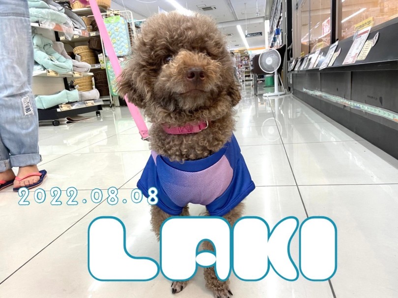★LAKI★ピシっ！とオスワリ♪♪ | 365プロジェクト - 横浜 大倉山店