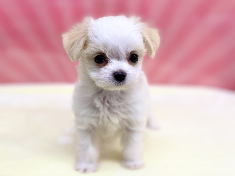 可愛いお顔の黄金比 | MIX犬 チワマル （6131194） - 横浜 大倉山店
