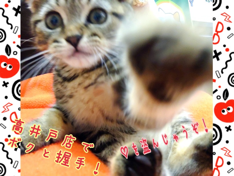 寄り添うだけで満足のスコちゃんがくっついてゴロゴロ言う時間は幸せが詰まった最高の癒し時間です | スコティッシュフォールド （130450） - 高井戸店