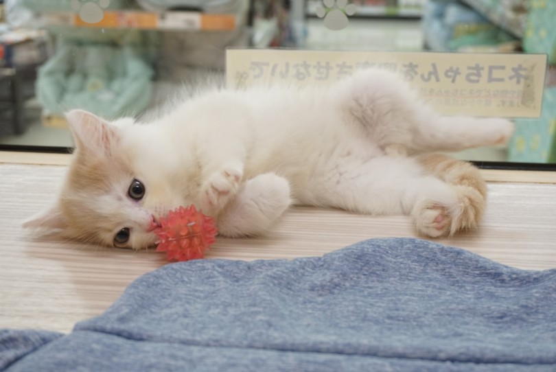 ポイント4：環境馴れのスピードも最速！ | ラガマフィン （6131193） - 横浜 大倉山店