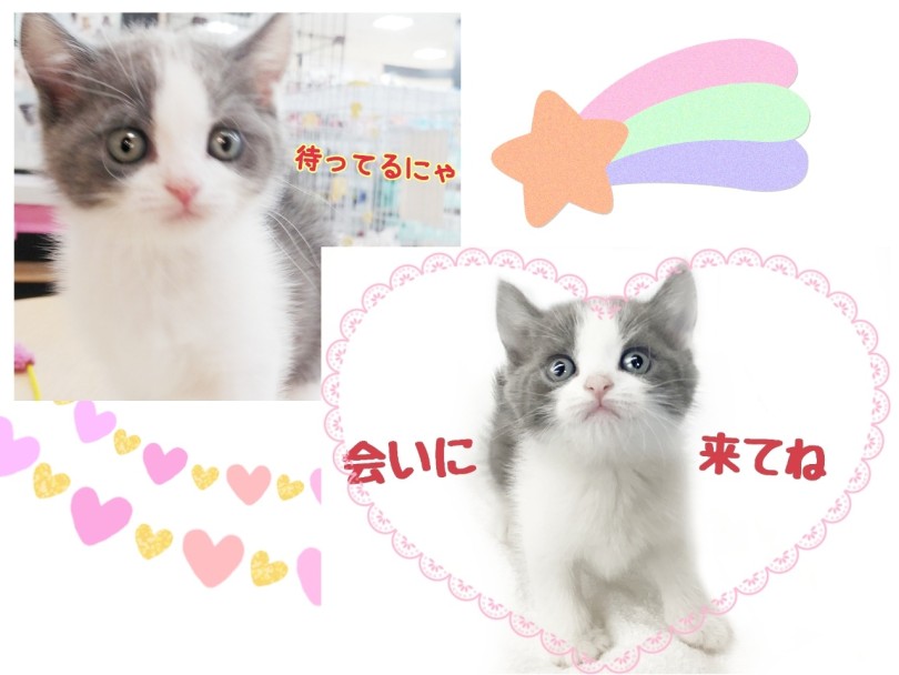 見た目も性格もいい子なので、ぜひ一度マルワン武蔵浦和店に会いに来てくださいね♡ | ブリティッシュショートヘア （413126） - さいたま 武蔵浦和店