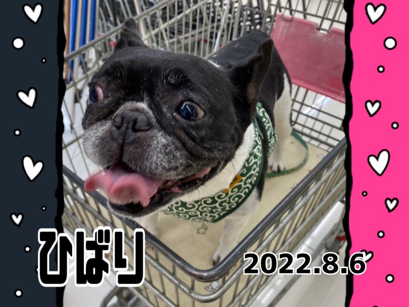 ★ひばり★暑いけど頑張って来たよ〜♡ | 365プロジェクト - 横浜 大倉山店