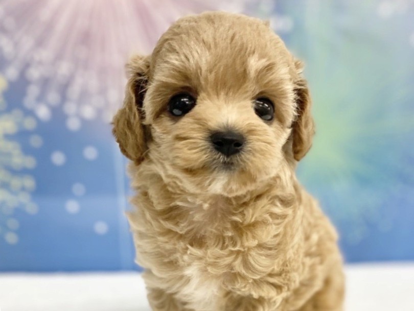 トイ・プードルに近い毛質 | MIX犬 チワプー （6131190） - 横浜 大倉山店