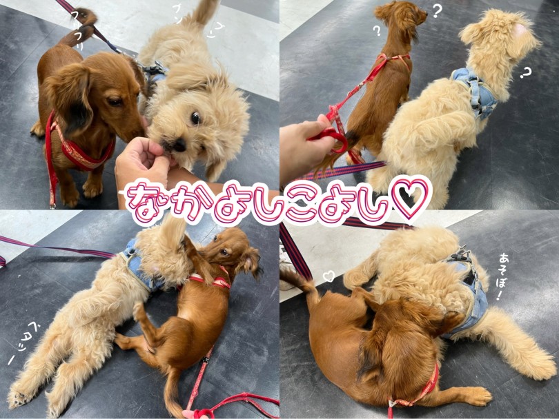 ミニチュアダックスフントとは大の仲良し | MIX犬 ペキプー （119328） - 梅島店