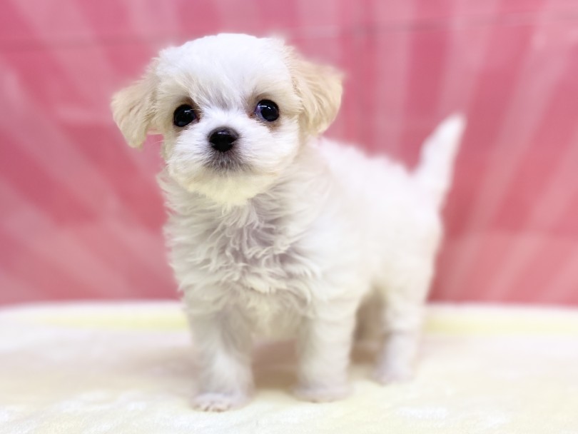 柔らかく抜けにくい毛のタイプ | MIX犬 チワマル （6131194） - 横浜 大倉山店