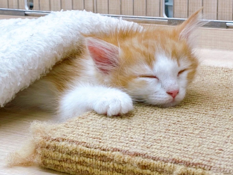 猫を家族に迎える際のポイント 適度なお留守番＆1匹の時間 | ノルウェージャンフォレストキャット （118678） - 城山店