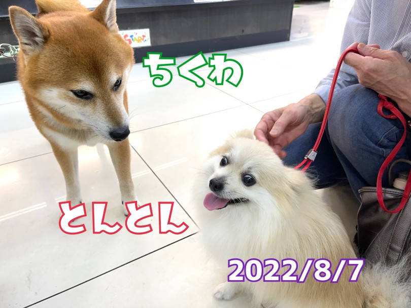★ちくわ♡とんとん★とんちゃんが気になるちーちゃん♪ | 365プロジェクト - 横浜 大倉山店