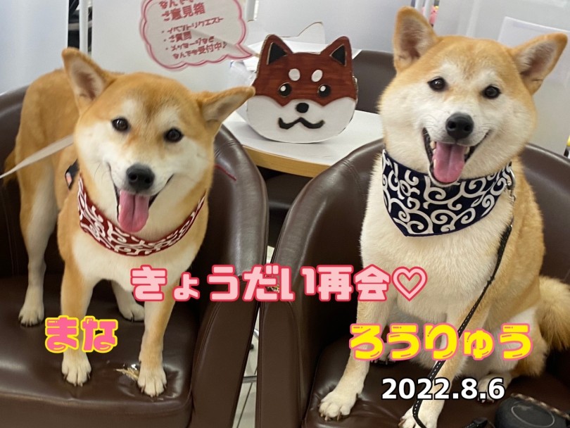 ★まな♡ろうりゅう★兄妹再開！！ | 365プロジェクト - 横浜 大倉山店