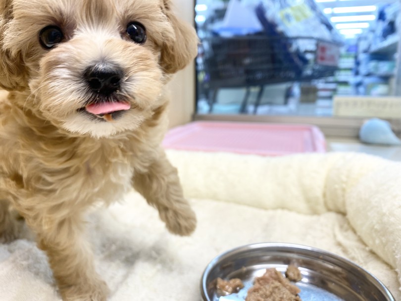 ご飯もガツガツと言うよりはゆっくりお上品に食べるところも女子力高い | MIX犬 マルプー （6131192） - 横浜 大倉山店