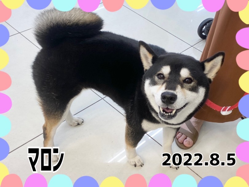 ★マロン★モフモフになると短足になっちゃう♡ | 365プロジェクト - 横浜 大倉山店