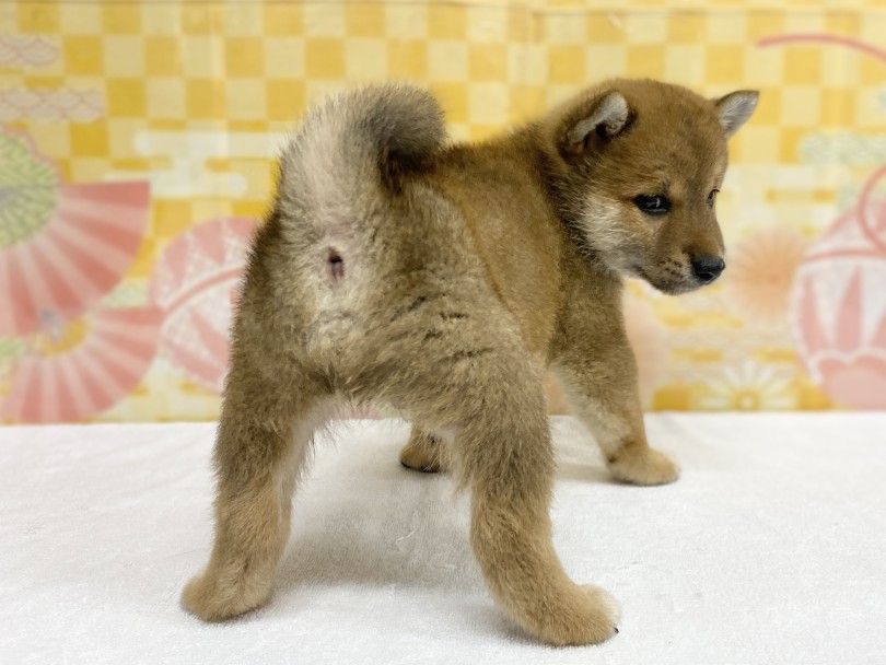 柴犬ならではのトレーニング | 柴犬 （6131187） - 横浜 大倉山店