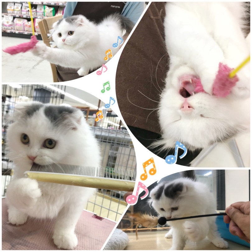 遊ぶの大好き!社交的な性格 | スコティッシュフォールド (413107) - さいたま 武蔵浦和店