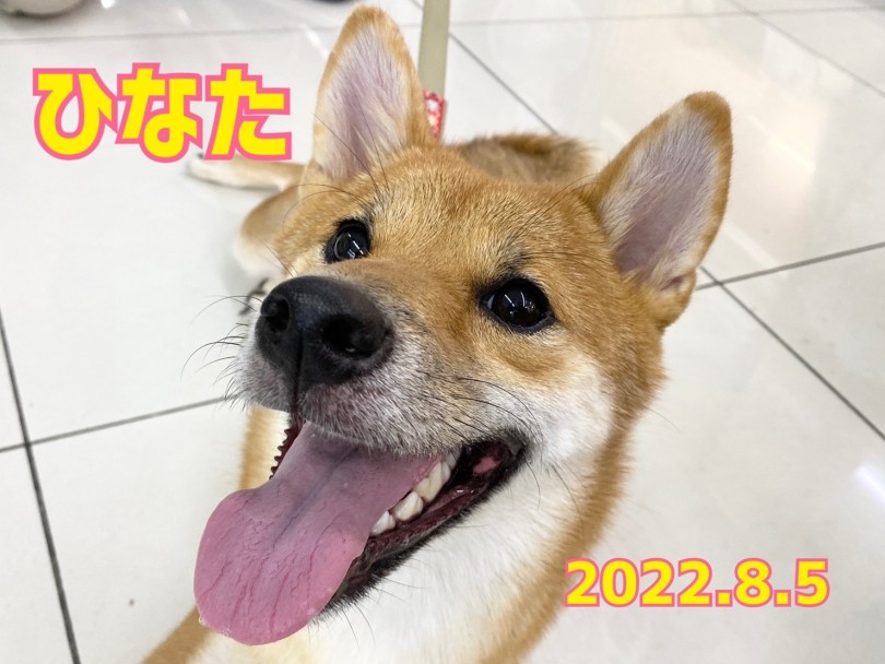 ★ひなた★今月も皆勤賞とれるかな♡ | 365プロジェクト - 横浜 大倉山店