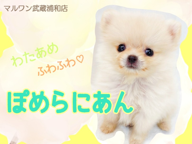 【 白ポメラニアン 】人が好きすぎる癒し系男子！手のひらサイズのわたあめ犬