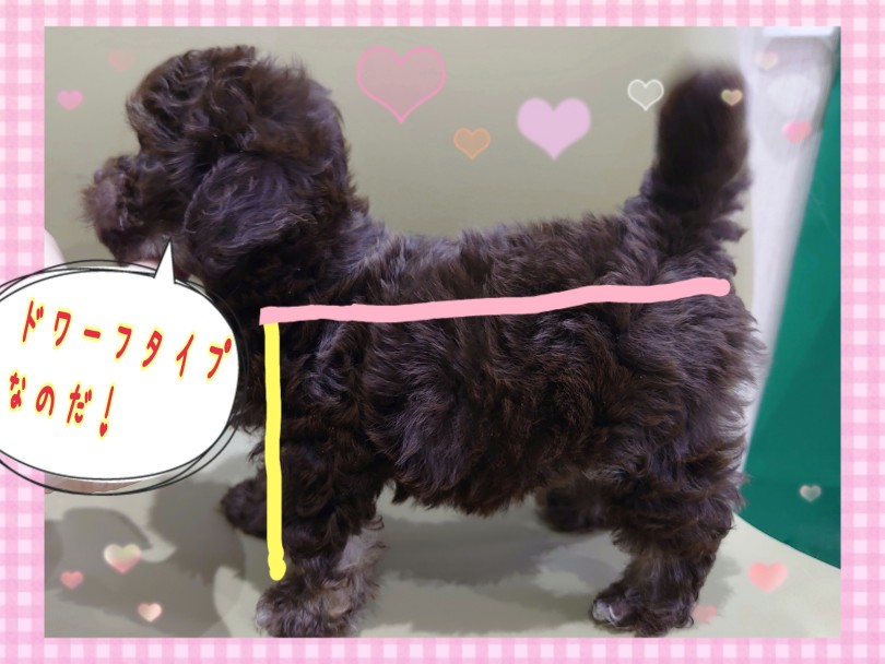 体型もベイビー感溢れています！ | MIX犬 チワプー （130449） - 高井戸店