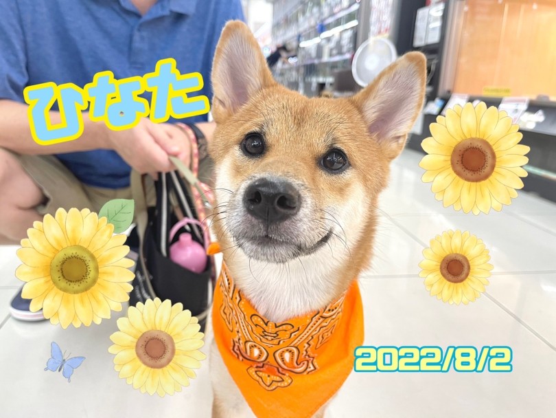 ★ひなた★オレンジのバンダナ似合うね♡♡ | 365プロジェクト - 横浜 大倉山店