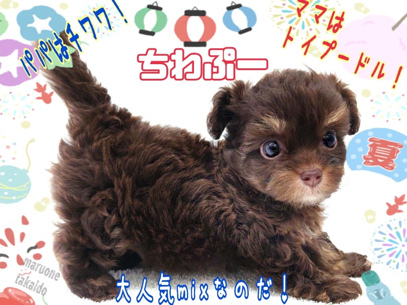 【 MIX・ちわぷー 】ちびっこふわふわ！懐かしのこぐまのぬいぐるみ感満載！