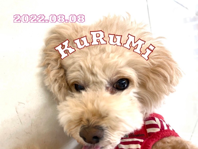 ★くるみ★くるくる何回回ったかな♡ | 365プロジェクト - 横浜 大倉山店
