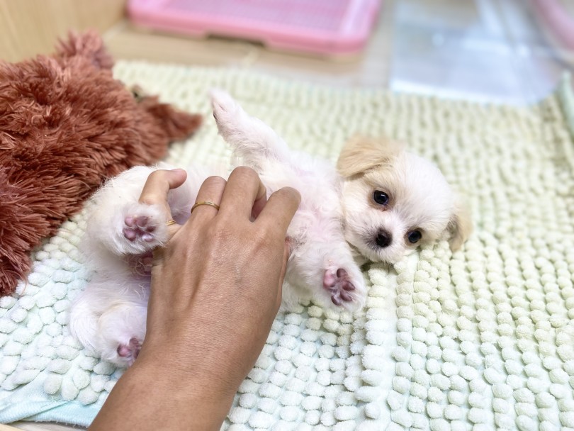 恒例のヘソ天ポーズでにじみ出る従順さ | MIX犬 チワマル （6131194） - 横浜 大倉山店