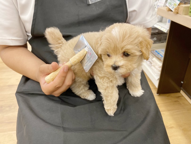 毛の抜けづらい犬種 | MIX 犬 マルプー (118679) - 城山店