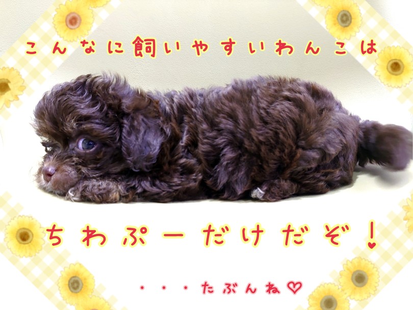 可愛いこぐまわんこが気になった方は是非マルワン高井戸店へ | MIX犬 チワプー （130449） - 高井戸店