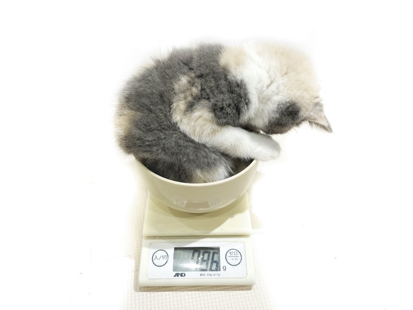 生後65日時点での体重は786g 筋肉質でガッチリした体型をしています | ブリティッシュショートヘア （11912） - 横浜 白楽店