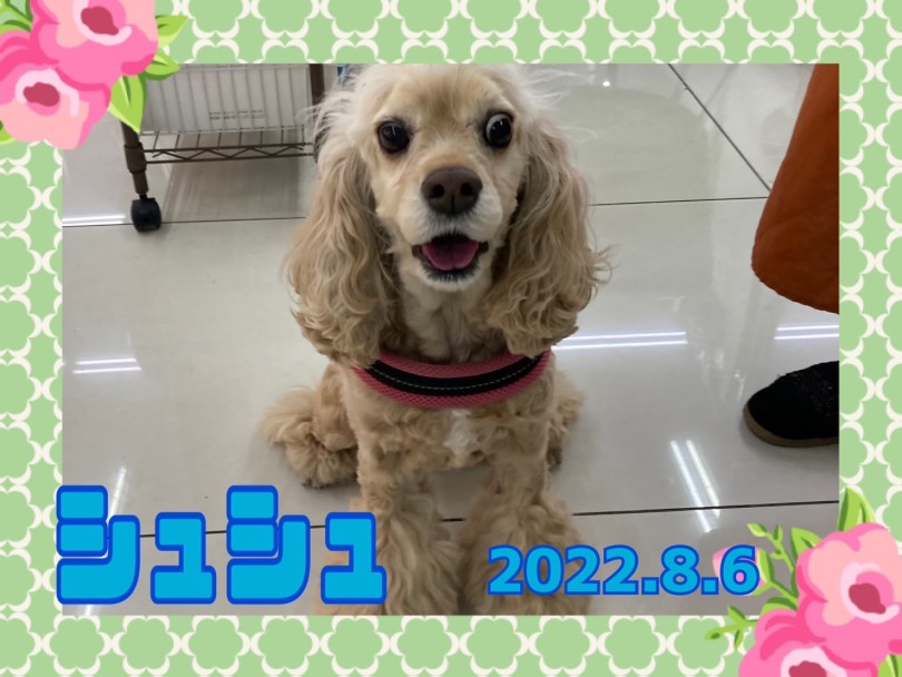 ★シュシュ★ズリズリ来るとキュンキュンしちゃう♡ | 365プロジェクト - 横浜 大倉山店