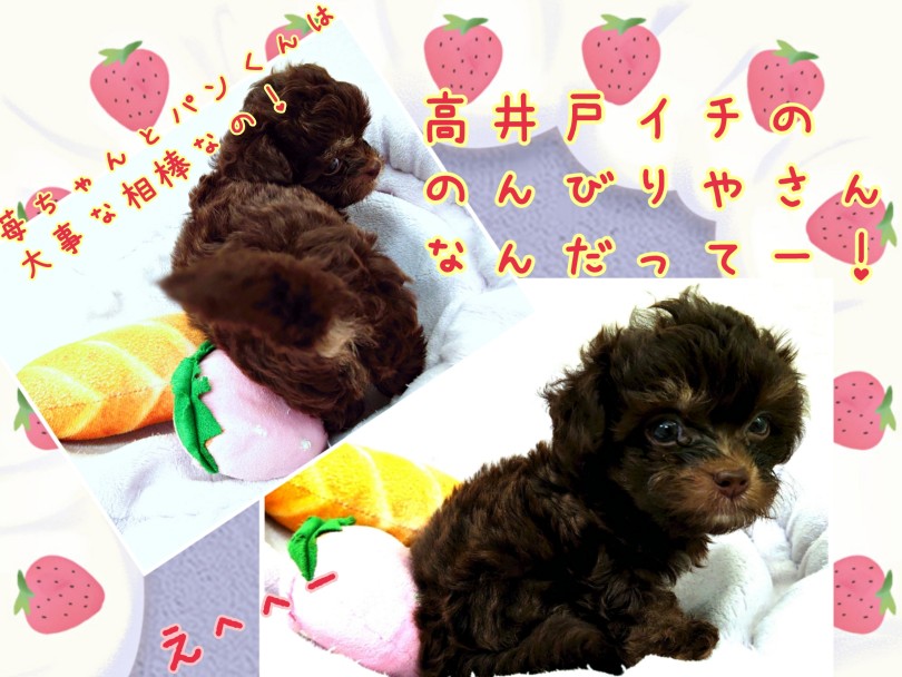 高井戸イチののんびりやさん | MIX犬 チワプー （130449） - 高井戸店